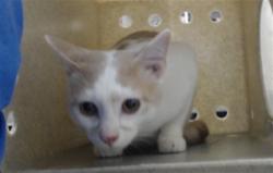Shelter Stray Male Cat last seen Near BLOCK TRYON DR, FAYETTEVILLE NC 28303, 4704 Corporation Dr, Fayetteville, NC 28306, USA