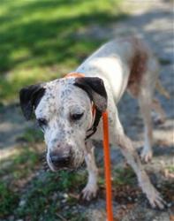 Shelter Stray Male Dog last seen Near BLOCK E HARMONY LAKE CIR, DAVIE FL 33324, 2400 SW 42nd St, Fort Lauderdale, FL 33312, USA