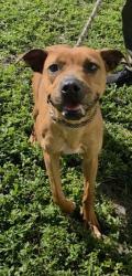 Shelter Stray Female Dog last seen Near BLOCK SW 1 TER, DEERFIELD BEACH FL 33441, 2400 SW 42nd St, Fort Lauderdale, FL 33312, USA