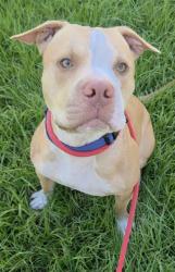 Shelter Stray Male Dog last seen Near BLOCK PINES BLVD, PEMBROKE PINES FL 33029, 2400 SW 42nd St, Fort Lauderdale, FL 33312, USA