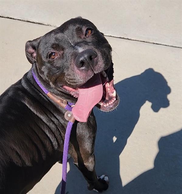 Shelter Stray Male Dog last seen CHARLOTTE, 8315 Byrum Dr, Charlotte, NC 28217, USA