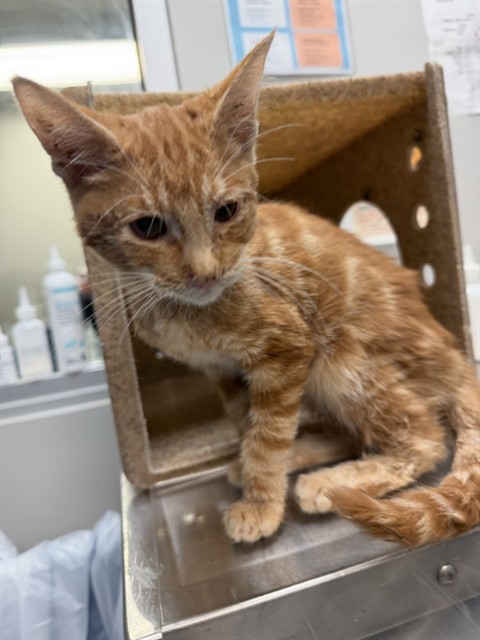 Shelter Stray Male Cat last seen Near BLOCK S GRAND AVE, SAN JACINTO CA 92582, 581 S Grand Ave, San Jacinto, CA 92582, USA