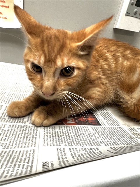 Shelter Stray Male Cat last seen Near BLOCK S GRAND AVE, SAN JACINTO CA 92582, 581 S Grand Ave, San Jacinto, CA 92582, USA