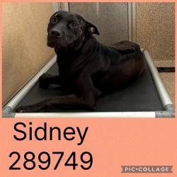 Shelter Stray Female Dog last seen HIGHTOWER RD, 4214 Fulton Mill Rd, Macon, GA 31216, USA