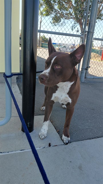 Shelter Stray Female Dog last seen , 4275 Elton St, Baldwin Park, CA 91706, USA