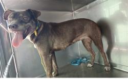 Shelter Stray Female Dog last seen , 4275 Elton St, Baldwin Park, CA 91706, USA