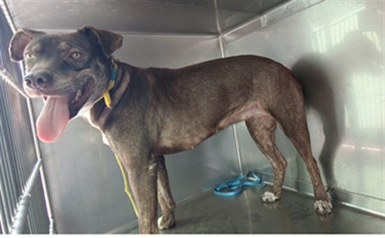 Shelter Stray Female Dog last seen , 4275 Elton St, Baldwin Park, CA 91706, USA