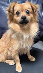 Shelter Stray Male Dog last seen , 3201 Lacy St, Los Angeles, CA 90031, USA