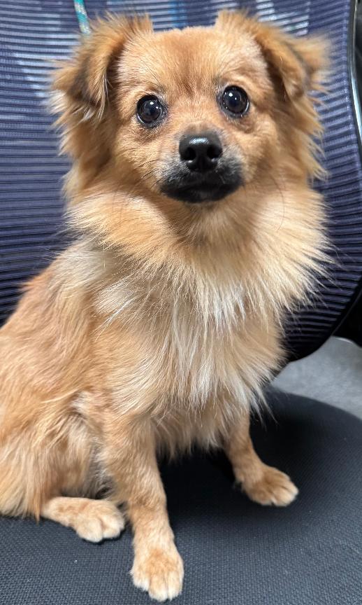 Shelter Stray Male Dog last seen , 3201 Lacy St, Los Angeles, CA 90031, USA