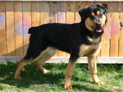 Shelter Stray Male Dog last seen Near BLOCK S LEE MAUR ST, 4522 W 3500 S, West Valley City, UT 84120, USA