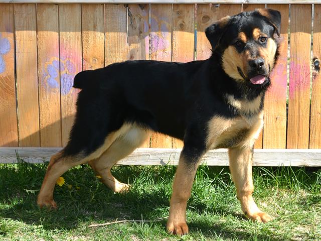 Shelter Stray Male Dog last seen Near BLOCK S LEE MAUR ST, 4522 W 3500 S, West Valley City, UT 84120, USA