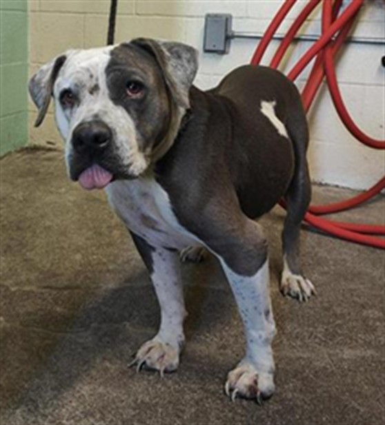 Shelter Stray Female Dog last seen BASLER ST & N 16TH ST, 2127 Front St, Sacramento, CA 95818, USA