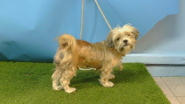 Shelter Stray Female Dog last seen , 216 W Victoria St, Gardena, CA 90248, USA