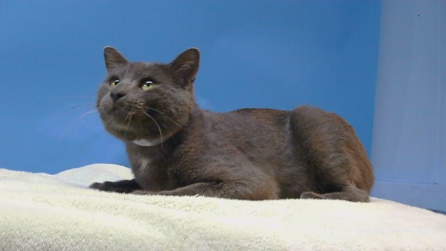 Shelter Stray Male Cat last seen , 216 W Victoria St, Gardena, CA 90248, USA