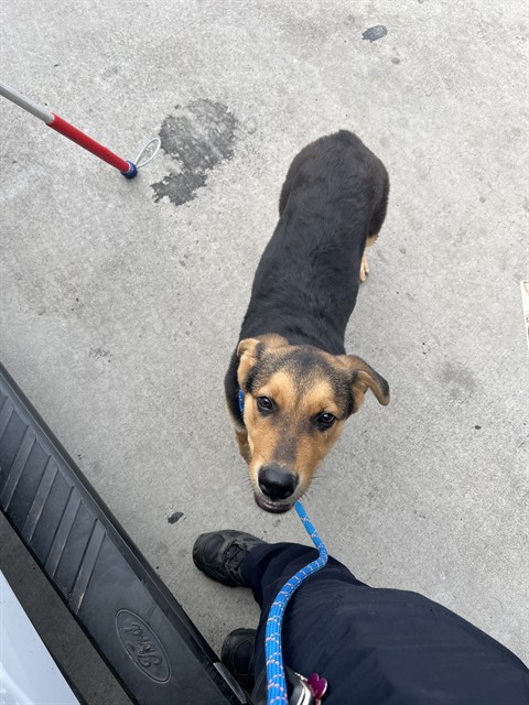 Shelter Stray Male Dog last seen Near BLOCK S WESTERN AVE, OKLAHOMA CITY OK 73139, 2811 SE 29th St, Oklahoma City, OK 73129, USA
