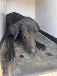 Shelter Stray Male Dog last seen Near BLK MORELAND CT, BAKERFIELD CA, 201 S Mt Vernon Ave, Bakersfield, CA 93307, USA