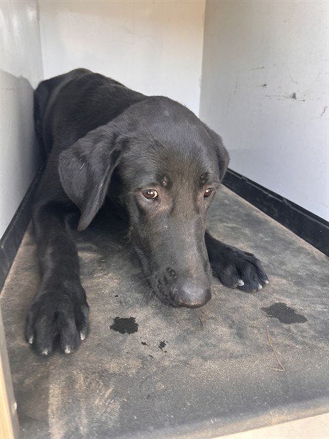 Shelter Stray Male Dog last seen Near BLK MORELAND CT, BAKERFIELD CA, 201 S Mt Vernon Ave, Bakersfield, CA 93307, USA