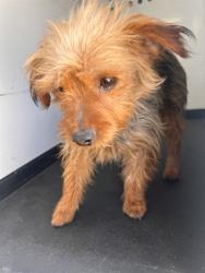 Shelter Stray Male Dog last seen Near BLK TAMARRON DR, BAKERSFIELD CA, 201 S Mt Vernon Ave, Bakersfield, CA 93307, USA