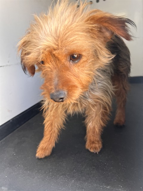 Shelter Stray Male Dog last seen Near BLK TAMARRON DR, BAKERSFIELD CA, 201 S Mt Vernon Ave, Bakersfield, CA 93307, USA