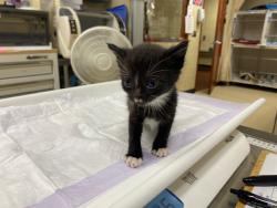 Shelter Stray Female Cat last seen Near BLOCK S LAYTON BLVD, 3839 W Burnham St, West Milwaukee, WI 53215, USA