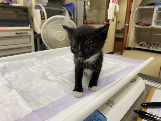 Shelter Stray Female Cat last seen Near BLOCK S LAYTON BLVD, 3839 W Burnham St, West Milwaukee, WI 53215, USA
