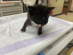 Shelter Stray Female Cat last seen Near BLOCK S LAYTON BLVD, 3839 W Burnham St, West Milwaukee, WI 53215, USA