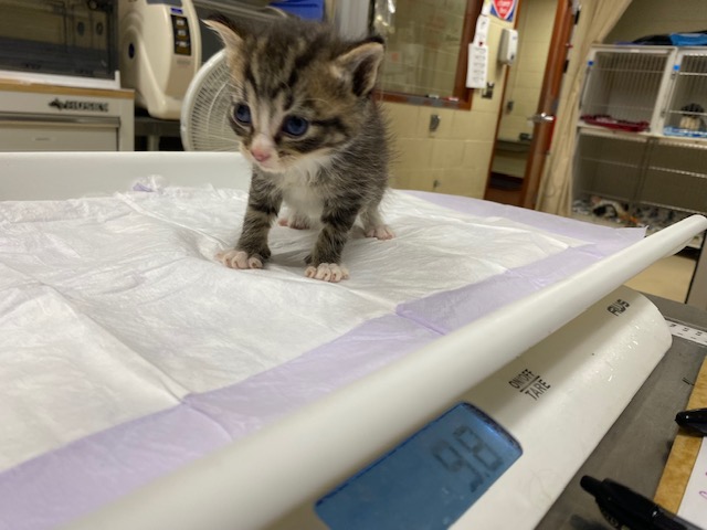 Shelter Stray Male Cat last seen Near BLOCK S LAYTON BLVD, 3839 W Burnham St, West Milwaukee, WI 53215, USA