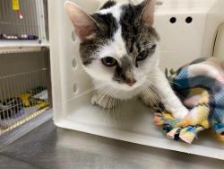Shelter Stray Male Cat last seen , 3839 W Burnham St, West Milwaukee, WI 53215, USA