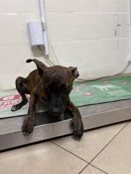 Shelter Stray Female Dog last seen DURDEN RD, 19640 Dogpatch Ln, Land O' Lakes, FL 34638, USA