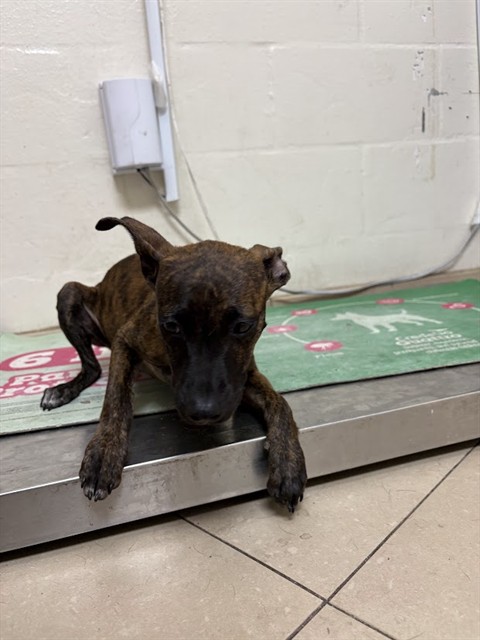 Shelter Stray Female Dog last seen DURDEN RD, 19640 Dogpatch Ln, Land O' Lakes, FL 34638, USA