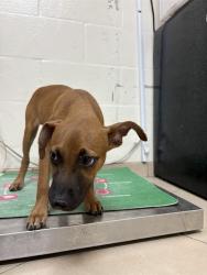 Shelter Stray Male Dog last seen DURDEN RD, 19640 Dogpatch Ln, Land O' Lakes, FL 34638, USA