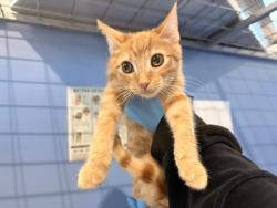 Shelter Stray Male Cat last seen , 333 Chandler Pl, San Bernardino, CA 92408, USA