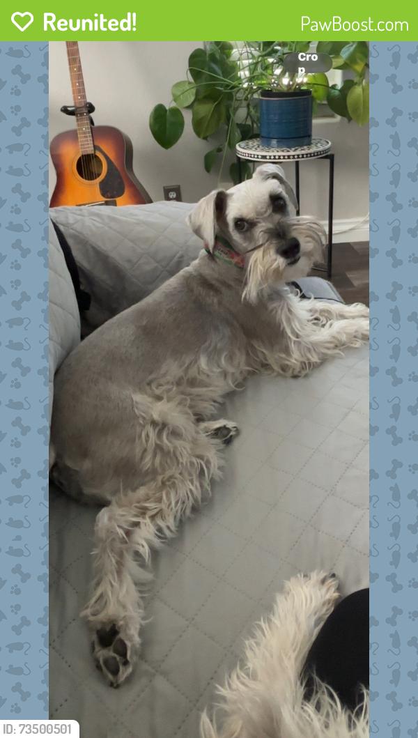 Reunited Female Dog last seen Desert shores, Las Vegas, NV 89128