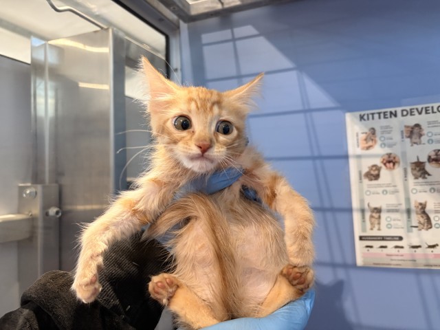 Shelter Stray Male Cat last seen , 333 Chandler Pl, San Bernardino, CA 92408, USA