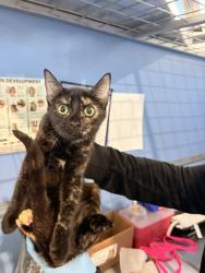 Shelter Stray Female Cat last seen , 333 Chandler Pl, San Bernardino, CA 92408, USA