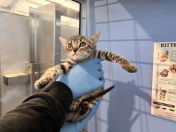 Shelter Stray Male Cat last seen , 333 Chandler Pl, San Bernardino, CA 92408, USA