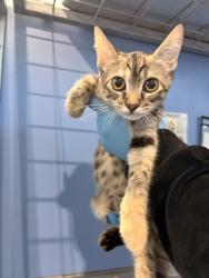 Shelter Stray Female Cat last seen , 333 Chandler Pl, San Bernardino, CA 92408, USA
