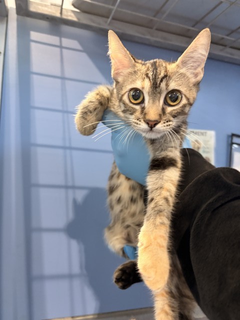 Shelter Stray Female Cat last seen , 333 Chandler Pl, San Bernardino, CA 92408, USA