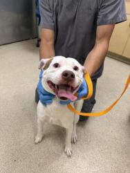 Shelter Stray Male Dog last seen JURUPA RD \ BELGRADE AVE, 6851 Van Buren Boulevard, Jurupa Valley, CA 92509, USA