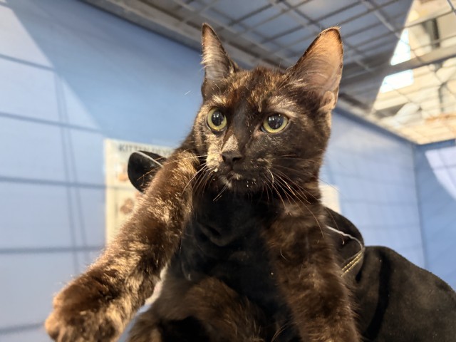 Shelter Stray Female Cat last seen , 333 Chandler Pl, San Bernardino, CA 92408, USA