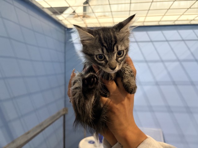 Shelter Stray Female Cat last seen , 333 Chandler Pl, San Bernardino, CA 92408, USA