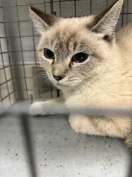 Shelter Stray Female Cat last seen Near BLOCK EL CAMPANA WAY, LAS VEGAS NV 89121, 655 N Mojave Rd, Las Vegas, NV 89101, USA