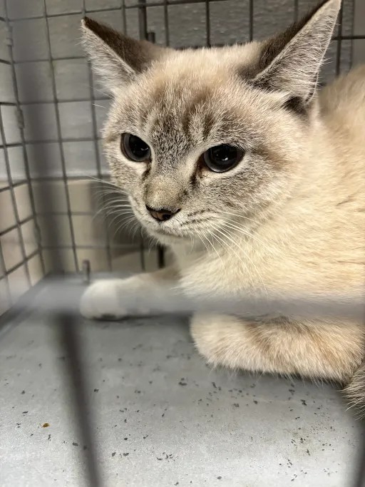 Shelter Stray Female Cat last seen Near BLOCK EL CAMPANA WAY, LAS VEGAS NV 89121, 655 N Mojave Rd, Las Vegas, NV 89101, USA