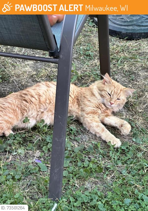 Found/Stray Male Cat last seen N 37th St & W Silver Spring Dr, Milwaukee, WI 53209