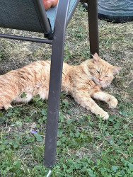 Found/Stray Male Cat last seen N 37th St & W Silver Spring Dr, Milwaukee, WI 53209