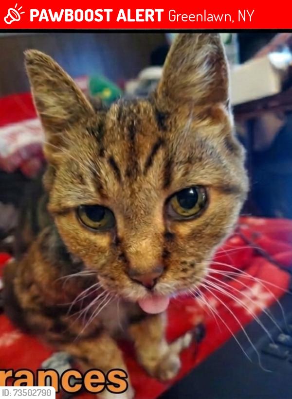 Lost Female Cat last seen Cross Ave and Lawrence St, Greenlawn, NY 11740