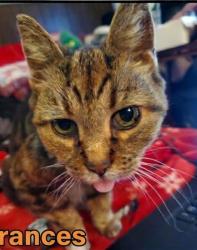 Lost Female Cat last seen Cross Ave and Lawrence St, Greenlawn, NY 11740