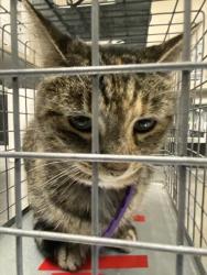 Shelter Stray Female Cat last seen Near BLOCK CAMBRIDGE ELMS ST, NORTH LAS VEGAS NV 89032, 655 N Mojave Rd, Las Vegas, NV 89101, USA