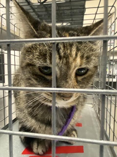 Shelter Stray Female Cat last seen Near BLOCK CAMBRIDGE ELMS ST, NORTH LAS VEGAS NV 89032, 655 N Mojave Rd, Las Vegas, NV 89101, USA