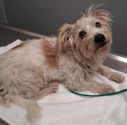 Shelter Stray Male Dog last seen Near LINCOLN RD, LAS VEGAS NV 89115, 655 N Mojave Rd, Las Vegas, NV 89101, USA